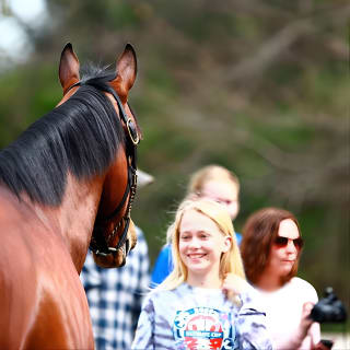 Half-Day Thoroughbred Horse Farm Tour in Kentucky 2