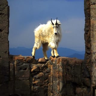 Mount Evans & Red Rocks Park Small Group Tour From Denver 3