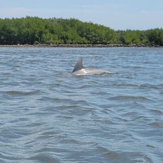 New Smyrna Dolphin and Manatee Kayak and SUP Adventure Tour 11