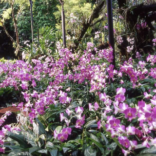 Singapore National Orchid Garden Tickets 2