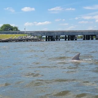 New Smyrna Dolphin and Manatee Kayak and SUP Adventure Tour 13