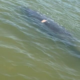 New Smyrna Dolphin and Manatee Kayak and SUP Adventure Tour 14