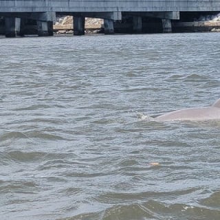 New Smyrna Dolphin and Manatee Kayak and SUP Adventure Tour 18