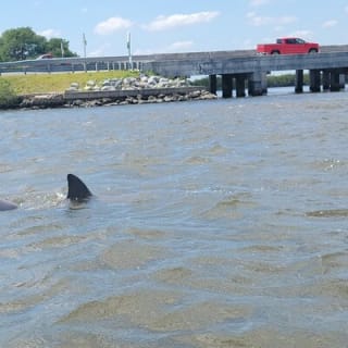 New Smyrna Dolphin and Manatee Kayak and SUP Adventure Tour 22