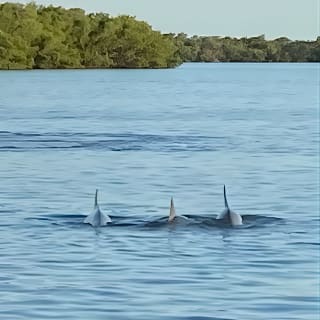 Private ONLY Dolphin Boat Tours 6