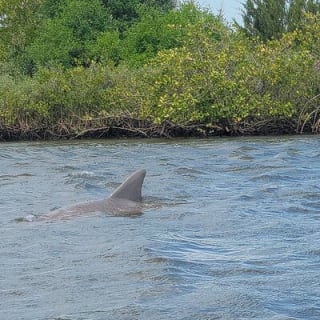 New Smyrna Dolphin and Manatee Kayak and SUP Adventure Tour 24
