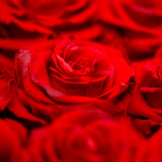 ¡Que viva el amor! 12 1