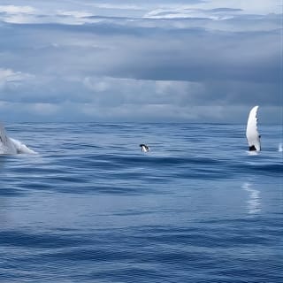 Gold Coast Whale Watching Cruise 26