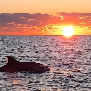 Delphine bei Sonnenaufgang in Alcúdia beobachten 2