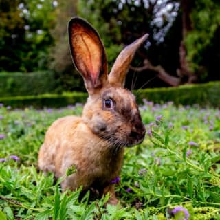 Giardino Monumentale di Valsanzibio 3