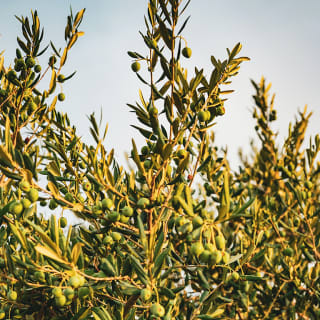Árbol 8 1