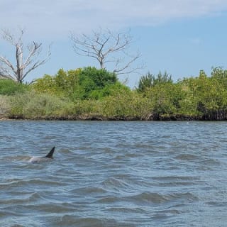 New Smyrna Dolphin and Manatee Kayak and SUP Adventure Tour 28