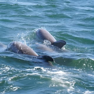 Pensacola Beach Jolly Dolphin Cruise and Scenic Bay Tour 10