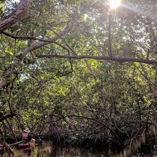 Mangrove Tunnels Pedal Kayak Eco-Tour in Anna Maria 5