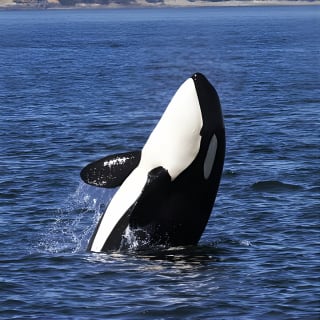 Victoria Whale Watch Tour 6