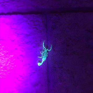 Las Vegas Night-Time Scorpion and Black Widow interactive virtual hunting 9