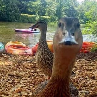 Half Day Kayak Rental on Sebago Lake 14