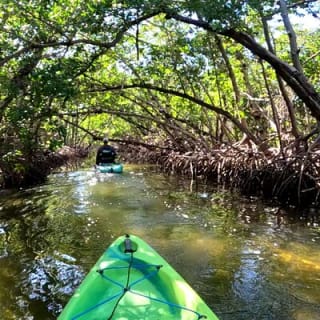 Mangrove Tunnels Pedal Kayak Eco-Tour in Anna Maria 7
