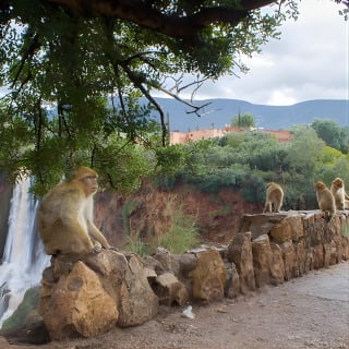 Depuis Marrakech : Excursion d'une journée aux chutes d'eau d'Ouzoud et excursion en bateau 3
