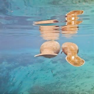 Manatee Swim and Wildlife Park with Upgrade Options from Orlando 5