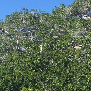 Mangrove Tunnels Pedal Kayak Eco-Tour in Anna Maria 10