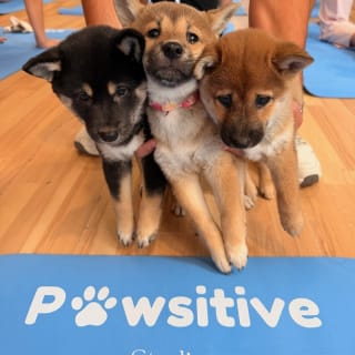 Puppy Yoga chez Pawsitive Studio 1