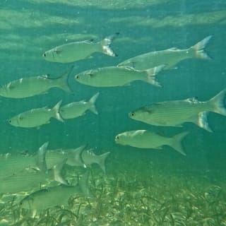 Jet Snorkel Tour in West Palm Beach 4