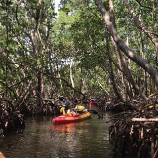 Mangrove Tunnels Pedal Kayak Eco-Tour in Anna Maria 11