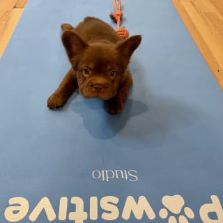 Puppy Yoga chez Pawsitive Studio 4