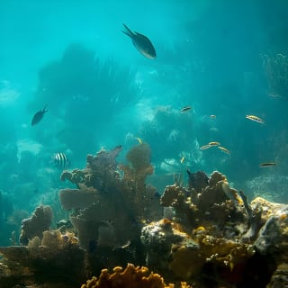 Culebra Snorkeling Tour by Catamaran from Fajardo 18