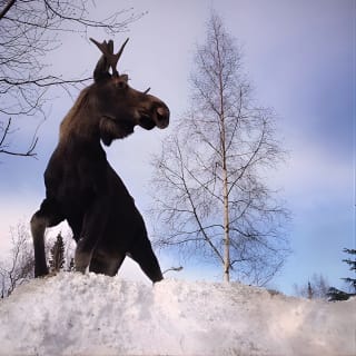 Anchorage to Wilderness Wildlife Glacier Value 18