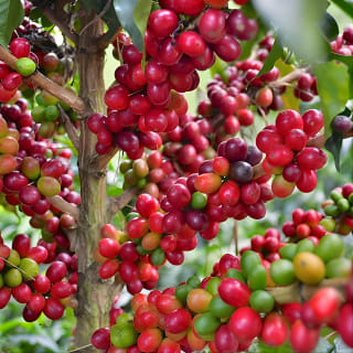 Kaffeetour auf der Finca del Café 3