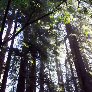 3 in 1 Tour: Muir Woods, Sausalito & Half Day Wine Country Visit 2