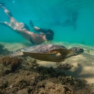 Half Day Low Isles Snorkelling Tour from Port Douglas 4
