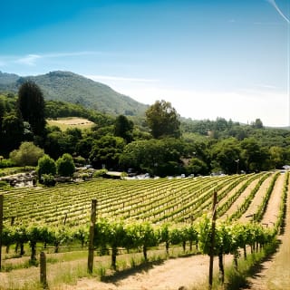 Napa and Sonoma Wine Country Full-Day Tour from San Francisco 3