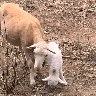 Soller Valley Walk with Orange Farm Visit 29