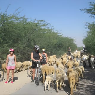 Jaipur Village Cycling Safari 6
