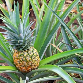 Oahu Grand Circle mit Dole Pineapple Plantation und Mittagessen 3