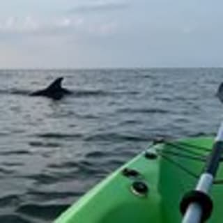 Kayak Dolphin Experience en Virginia Beach 1