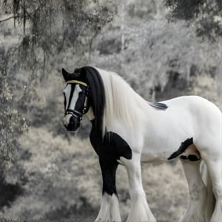 Gypsy Gold Horse Farm Tour 1