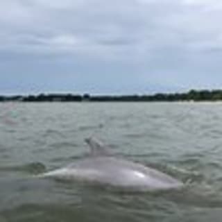 Kayak Dolphin Experience en Virginia Beach 4