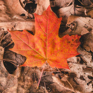Hojas de otoño 6 1