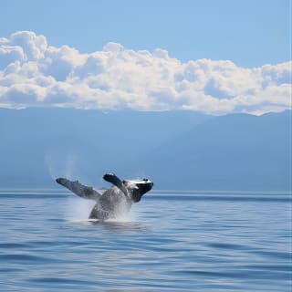 Victoria Whale Watch Tour 8