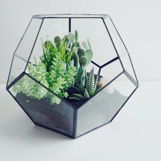 Succulents Galore! Make Your Own Green Terrarium Class 5