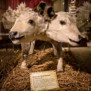 Ripley's Believe It Or Not! The Iconic Interactive Exhibit 4