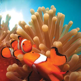 Quicksilver Great Barrier Reef Snorkel Cruise from Port Douglas 7