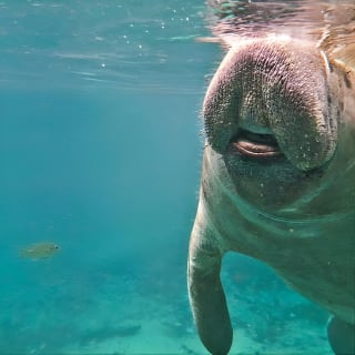 Manatee Swim and Wildlife Park with Upgrade Options from Orlando 7