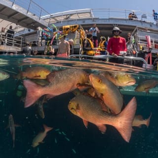 Quicksilver Great Barrier Reef Snorkel Cruise from Port Douglas 8