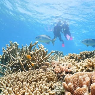 Quicksilver Great Barrier Reef Snorkel Cruise from Port Douglas 9