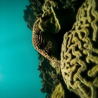 Bajo un mar de aventuras, inmersiones inolvidables. 26